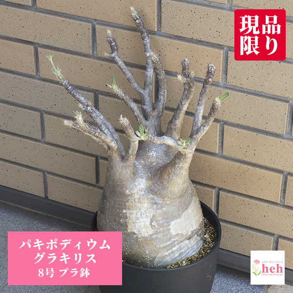 パキポディウム グラキリス 8号 プラ鉢 塊根植物 土 種 鉢 コーデックス 象牙宮 プレゼント 種類 珍奇 ビザール プランツ 屋外 通販 送料無料 鉢物 観葉 多肉 ギフト 花 開店 誕生日 新築 結婚 記念日 贈答 お祝い 開業 植物 室内 オシャレ 販売 ガーデニング グリーンのサムネイル