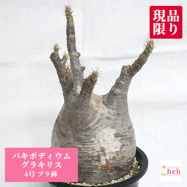 楽天市場】グラキリス（サイズ（植木鉢）4 ～ 6号）の通販
