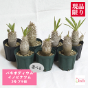 パキポディウム イノピナツム 2号 プラ鉢 塊根植物 土 種 鉢 コーデックス 苗 プレゼント 種類 珍奇 ビザール プランツ 屋外 通販 送料無料 鉢物 観葉...