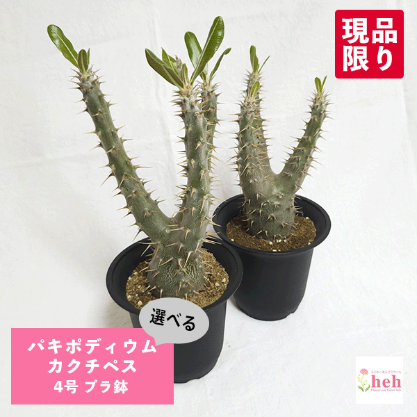 パキポディウム カクチペス 4.0 プラ鉢 コーデックス 塊根 4号 ロスラーツム プレゼント ギフト 種類 現品 ピザール 珍しい レア 希少 販売 観葉 多肉 開店 誕生日 記念日 お祝い 開業 鉢物 植物 オシャレ ガーデニング ベランダ グリーンのサムネイル