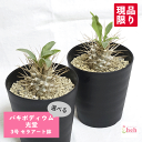 パキポディウム 光堂 3号 セラアート鉢 塊根植物 土 種 鉢 コーデックス プレゼント 種類 ナマクアナム 珍奇 ビザール プランツ 屋外 通販 送料無料 鉢物 観葉 多肉 ギフト 花 開店 誕生日 新築 結婚 記念日 贈答 お祝い 開業 植物 室内 オシャレ 販売