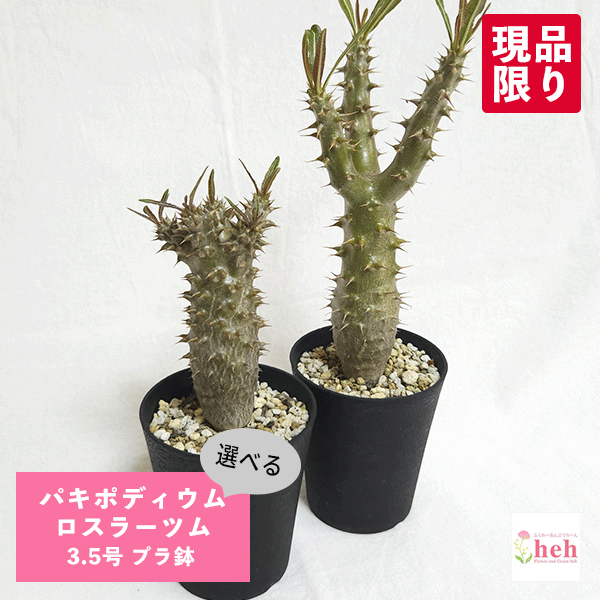 サイズ 【全体】横幅約9.5cm×奥行き約9.5cm×高さ約21.5-28cm【鉢サイズ】高さ約10.5cm×直径約9.5cm ※トゲが刺さると非常に危険ですのでご注意ください。※季節によって、新芽の時期や葉のない時もございますので、ご了承ください。※花は、無い時も御座います。※植物なので育つには長い年月が掛かっておりますので、どうしてもキズやへこみや変色などができてしまいますので、ご了承ください。※在庫が数鉢あるものに関しては当方で一番状態が良いものから選別し、発送させていただきます。※鉢のデザイン等仕入れ時期によってが違うものになる場合がございます点、ご了承ください。※植物ですので、同じ種類でも個体差があります。また、植物は生長しています。姿かたちが少しずつ変わりますので、お送りしたものが写真より育っていたり、少し暴れていることがありますが、ご了承ください。 仕材／花材 パキポディウム ロスラーツム プラ鉢（3.5号鉢） 日当たり置き場所一年を通して日当たりのよい場所で育てます。日陰でも育ちますが一年中日当たりのよくない室内で育てていると茎が細くなります。その場合はいきなり直射日光に当てずに徐々に明るい場所に慣らします。また寒さには弱いので、冬は室内に取り込んだ方がよいでしょう。5℃くらいまで耐えますが、冬越し温度は10度が目安です。寒さに当てしまうと葉が全部落ちます。 水やり・肥料多肉質で茎の中に水分を貯えられるので乾燥には非常に強いので土が乾いてから水をあげてください。しかし、水やりや肥料を怠りすぎると茎が細くなります。特に冬は過湿にすると腐りやすいので、冬は月に1～2回程度の水やりで充分です。また落葉して休眠に入った株は断水ので水は一切与えません。肥料は生育期に液体肥料を月に1回で十分です。 注意点・写真はイメージです。お届けする商品の株姿が写真と若干異なる場合があります。・葉や花芽が無い場合がございます。・当店は、他ネットショップと並行して販売しております。そのため、タイムラグにより既に売約済みの場合がございます。在庫がある場合でも優先順となりますので、何卒ご了承下さいませ。一点物のため、お買い求めはお早めに！ 選べる株！ パキポディウム ロスラーツム 3.5号 プラ鉢観葉 多肉 塊根 植物 送料無料 オシャレ 室内 ビザールプランツ 種類 南アフリカやナミビア、アンゴラ、マダガスカルなどに分布する多肉植物です。 ずんぐり肥った幹を見ると木のように見えますが、内部はスポンジ状になっています。 表面にトゲがありますが、サボテンの仲間でもありません。 茎が肥大するのは内部に水分を貯蔵するためで、 地上部の茎が肥大する種や肥大した茎が地中に埋まっている種もあります。 この植物は異様な姿が魅力です。 葉っぱの形は細長いものやタマゴ型など様々です。 短命で早く落葉するものも多いです。 ユニークな姿ですが、とてもきれいな花を咲かせます。 【全体】横幅約9.5cm×奥行き約9.5cm×高さ約21.5-28cm【鉢サイズ】高さ約10.5cm×直径約9.5cm の大きさの商品です ※トゲが刺さると非常に危険ですのでご注意ください。※季節によって、新芽の時期や葉のない時もございますので、ご了承ください。※花は、無い時も御座います。※植物なので育つには長い年月が掛かっておりますので、どうしてもキズやへこみや変色などができてしまいますので、ご了承ください。※在庫が数鉢あるものに関しては当方で一番状態が良いものから選別し、発送させていただきます。※鉢のデザイン等仕入れ時期によってが違うものになる場合がございます点、ご了承ください。※植物ですので、同じ種類でも個体差があります。また、植物は生長しています。姿かたちが少しずつ変わりますので、お送りしたものが写真より育っていたり、少し暴れていることがありますが、ご了承ください。 サイズ 【全体】横幅約9.5cm×奥行き約9.5cm×高さ約21.5-28cm【鉢サイズ】高さ約10.5cm×直径約9.5cm 仕材／花材 パキポディウム ロスラーツム プラ鉢（3.5号鉢） 日当たり置き場所一年を通して日当たりのよい場所で育てます。日陰でも育ちますが一年中日当たりのよくない室内で育てていると茎が細くなります。その場合はいきなり直射日光に当てずに徐々に明るい場所に慣らします。また寒さには弱いので、冬は室内に取り込んだ方がよいでしょう。5℃くらいまで耐えますが、冬越し温度は10度が目安です。寒さに当てしまうと葉が全部落ちます。 水やり・肥料多肉質で茎の中に水分を貯えられるので乾燥には非常に強いので土が乾いてから水をあげてください。しかし、水やりや肥料を怠りすぎると茎が細くなります。特に冬は過湿にすると腐りやすいので、冬は月に1～2回程度の水やりで充分です。また落葉して休眠に入った株は断水ので水は一切与えません。肥料は生育期に液体肥料を月に1回で十分です。 注意点・写真はイメージです。お届けする商品の株姿が写真と若干異なる場合があります。・葉や花芽が無い場合がございます。・当店は、他ネットショップと並行して販売しております。そのため、タイムラグにより既に売約済みの場合がございます。在庫がある場合でも優先順となりますので、何卒ご了承下さいませ。