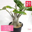 アデニウム アラビカム 4.5号 プラ鉢 コーデックス 塊根植物 種類 土 種 販売 種類 多肉 送料無料 観葉 植物 プレゼント ギフト 開店 新築 結婚 贈...