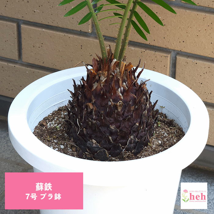 ソテツ 7号 プラ鉢 塊根植物 土 種 鉢 コーデックス プレゼント 種類 蘇鉄 珍奇 大型 ビザール プランツ 屋外 通販 送料無料 鉢物 観葉 多肉 ギフト 花 開店 誕生日 新築 結婚 記念日 贈答 お祝い 開業 植物 室内 オシャレ 販売