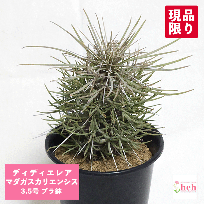 ディディエレア マダガスカリエンシス 3.5号 プラ鉢 コーデックス 種類 多肉 観葉 金棒の木 プランツ マダガスカル 植物 ギフト 室内 屋外 送料無料 花 鉢 開店 新築 結婚記念日 贈り物 プレゼント 記念日 ビザール 珍奇 誕生日 お祝い 鉢 花 インテリア