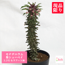 モナデニウム 紫シューベイ 3.5号 セラアート鉢 塊根植物 土 鉢 種 コーデックス 種類 花 鉢 送料無料 希少 多肉 観葉 植物 ギフト 開店 新築 結婚...