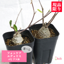 フォッケア エデュリス 4号 プラ鉢 火星人 コーデックス 塊根植物 土 鉢 種 種子 種類 プレゼント ギフト 送料無料 ビザール 珍奇 販売 観葉 多肉 開...