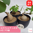 ステファニア ハヤタ 4.0 プラ鉢　コーデックス 4号 塊根 販売 種類 送料無料 多肉 観葉 植物 ギフト プレゼント ビザール 珍奇 ツル 開店 新築 結婚 インテリア 部屋 贈り物 記念日 誕生日 お祝い 鉢物 鉢物 現品 ステファニア 黒鉢 ガーデニング ベランダ グリーン