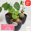 ステファニア ハヤタ 4.0 プラ鉢　コーデックス 4号 塊根 販売 種類 送料無料 多肉 観葉 植物 ギフト プレゼント ビザール 珍奇 ツル 開店 新築 結婚 インテリア 部屋 贈り物 記念日 誕生日 お祝い 鉢物 鉢物 現品 ステファニア 黒鉢 ガーデニング ベランダ グリーン