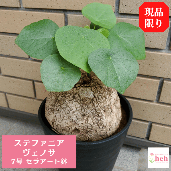 ステファニア ヴェノサ 7.0 セラアート鉢　コーデックス 7号 塊根 種類 販売 通販 大型 現品 レア 珍しい 希少 珍奇 ビザール 室内 屋外 花 送料無料 多肉 観葉 植物 ギフト 開店 新築 結婚記念日 贈り物 プレゼント 記念日 誕生日 お祝い 鉢物のサムネイル
