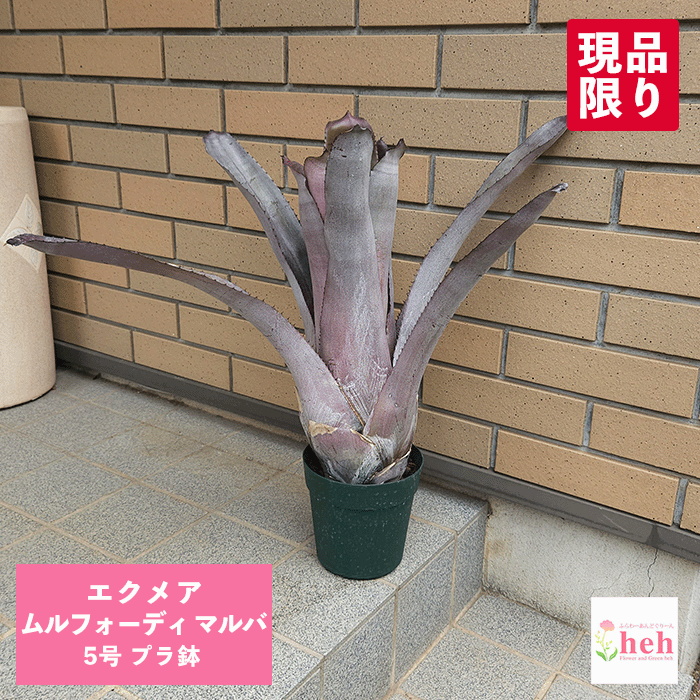 エクメア ムルフォーディ マルバ 5号 プラ鉢 観葉植物 多肉植物 土 鉢 アナナス タンクブロメリア 通販 プレゼント 種類 珍奇 ビザール プランツ 屋外 鉢物 ギフト 花 開店 誕生日 新築 結婚 記念日 贈答 お祝い 開業 植物 室内 オシャレ 販売 ガーデニング ベランダ