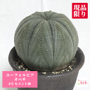 ユーフォルビア オベサ 4号 セメント鉢 種類 苗 多肉植物 鉢 土 希少 珍しい ビザール プランツ 珍奇 販売 通販 多肉 観葉 植物 ギフト 室内 屋外 ...