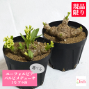 ユーフォルビア パルビメデューサ 3号 プラ鉢 塊根植物 コーデックス 土 鉢 種 希少 種類 塊根植物 販売 観葉植物 多肉植物 タコアシ 珍奇 ビザール プ...