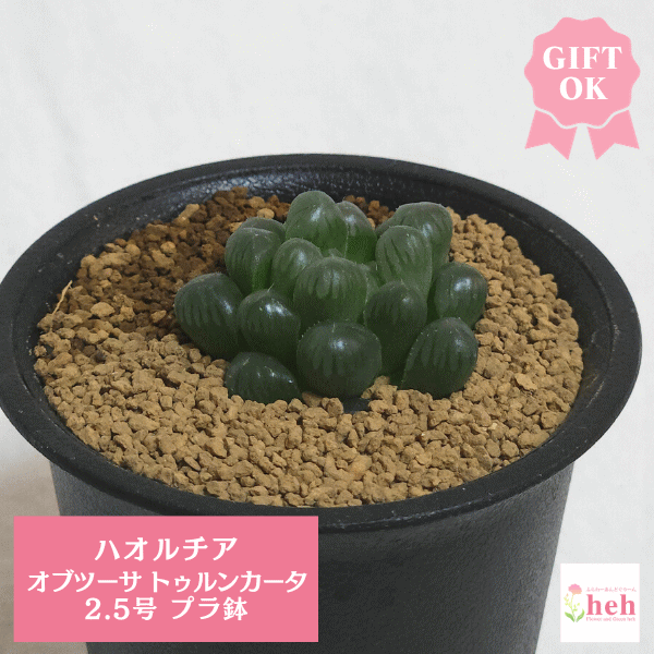 ハオルチア オブツーサ トゥルンカータ 2.5 プラ鉢　2.5号 ハオルシア オブツーサ 種類 販売 花 鉢 小型 プレゼント 送料無料 観葉 多肉 ギフト 開店 誕生日 新築 友人 結婚 贈り物 記念日 両親 お祝い 開業 鉢物 引越し オシャレ ガーデニング ベランダ かんよう たにくのサムネイル