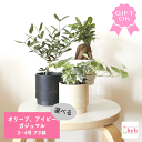 オリーブ 4号 アイビー ガジュマル 3号 プラ鉢 観葉植物 かわいい ギフト プレゼント 開店 誕生日 インテリア 雑貨 珈琲 室内 屋外 新築 花 鉢 鉢物...