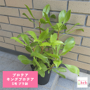 プロテア キングプロテア 5号 プラ鉢 シナロイデス キング 苗 花 鉢 種類 鉢 種 土 インテリア 送料無料 観葉 多肉 ギフト 開店 新築 鉢物 結婚 贈り物 プレゼント 記念日 贈答 誕生日 お祝い 開業 友人 両親 オシャレ 販売 現品 ガーデニング ベランダ グリーン