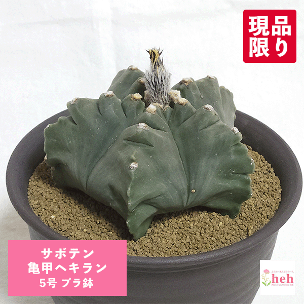 サボテン 亀甲へキラン 5号 プラ鉢 種類 鉢 種 土 アストロフィツム さぼてん インテリア 送料無料 観葉 多肉 ギフト 開店 新築 鉢物 結婚 贈り物 プレゼント 記念日 贈答 誕生日 お祝い 開業 サボテン 友人 両親 オシャレ 販売 現品 ガーデニング ベランダ グリーン