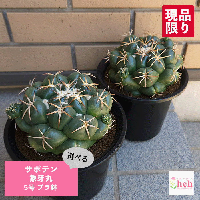サボテン 象牙丸 5号 プラ鉢 鉢 土 種 観葉植物 多肉植物 さぼてん コリファンタ 販売 種類 プレゼント ギフト 室内 屋外 花 植物 開店 誕生日 新築 結婚 記念日 贈答 お祝い 開業 友人 両親 通販 鉢物 オシャレ 引越し ガーデニング ベランダ グリーン