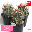 サボテン 神仙玉 4号 プラ鉢 鉢 種 土 さぼてん フェロカクタス 赤 送料無料 観葉 多肉 ギフト 開店 新築 鉢物 結婚 贈り物 プレゼント 記念日 贈答...