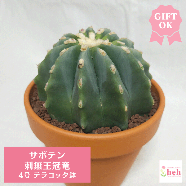 楽天市場】王冠竜 サボテン(花・観葉植物|花・ガーデン・DIY 楽天市場】王冠竜 サボテン(花・観葉植物|花・ガーデン・DIY