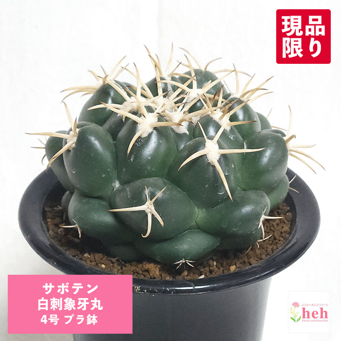 サボテン 白刺象牙丸 4号 プラ鉢 鉢 土 種 種類 観葉植物 多肉植物 さぼてん コリファンタ 販売 プレゼント ギフト レア 珍品 白いトゲ 花 植物 開店 誕生日 新築 結婚 記念日 贈答 お祝い 開業 友人 両親 通販 鉢物 オシャレ 引越し ガーデニング ベランダ グリーン
