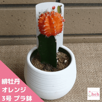 緋牡丹とは 花を咲かせるサボテンの特徴や育て方 増やし方までご紹介 暮らし の 緋牡丹とは 花を咲かせるサボテンの特徴や育て方 増やし方までご紹介 暮らし の