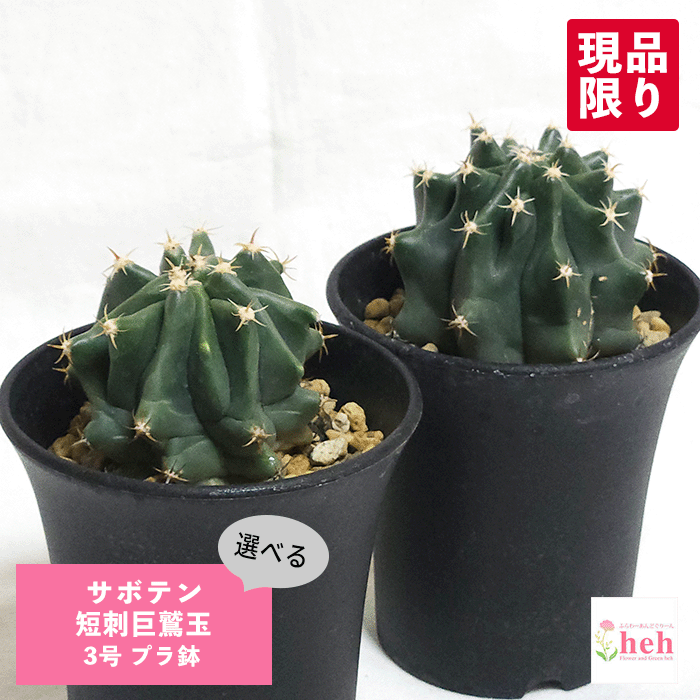 サボテン 短刺巨鷲玉 3号 プラ鉢 鉢 土 種 観葉植物 多肉植物 さぼてん フェロカクタス 販売 種類 プレゼント ギフト 室内 屋外 花 植物 開店 誕生日 新築 結婚 記念日 贈答 お祝い 開業 友人 両親 通販 鉢物 オシャレ 引越し ガーデニング ベランダ グリーン