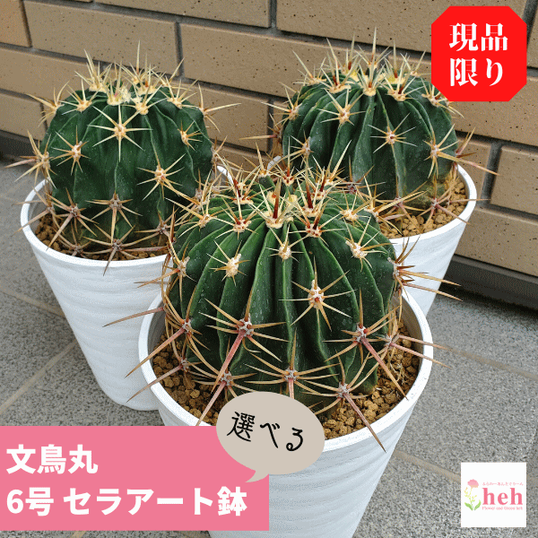 【送料無料 一部地域対象外です。ご注意下さい!!】サボテン 文鳥丸 6.0 セラアート鉢【観葉/多肉/植物/種類/大型/ギフト/開店/誕生日/新築/結婚/贈り物/プレゼント/記念日/さぼてん/お祝い/開業/友人/鉢植え/販売/6号/オシャレ/インテリア/フェロカクタス】のサムネイル