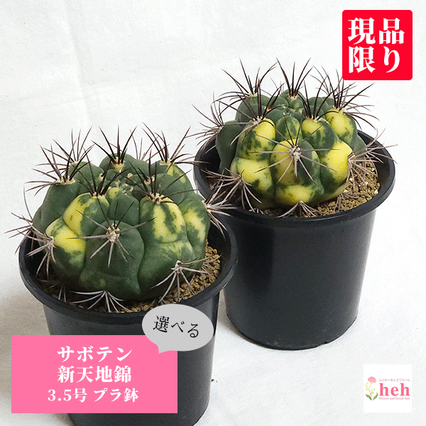サボテン：ギムノカリキウム 新天地錦 4号 の通販 | 園芸ネット