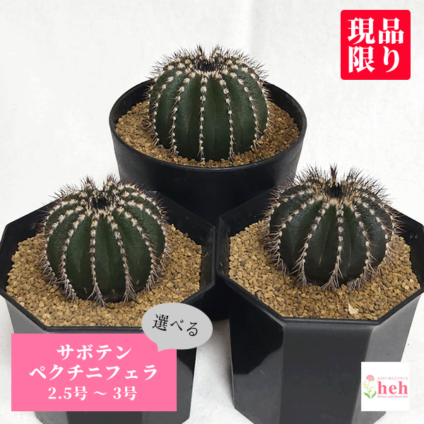 楽天市場】珍しい サボテン(種類(植物)サボテン)(観葉植物 楽天市場】珍しい サボテン(種類(植物)サボテン)(観葉植物