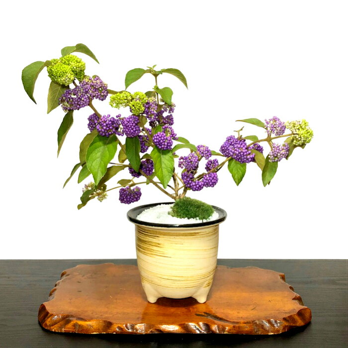 盆栽 紫式部 中吉小吉 なかよしこよし 枝垂れ紫式部盆栽盆栽 花 送料無料 あす楽 実のなる盆栽 敬老の日 ギフト プレゼント 秋 盆栽 インテリア 観葉植物 誕生日 シンボルツリー 盆栽 ミニのサムネイル