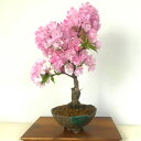 盆栽 桜 かっこいい 牡丹桜 3月下旬