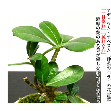 即日出荷 多肉植物 砂漠のバラ アデニウム ミニ観葉 育て方指南書同梱《幸運招来》癒し与える塊根観葉【盆栽 ミニ ミニ盆栽 誕生日 プレゼント 癒し観葉植物 引っ越し お祝い 送料無料 多肉植物 サボテン 塩インテリア】