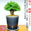 「極上」楡欅盆栽 Wプレゼント特典【最高峰品質 埼玉盆栽ブランド 盆栽専門店 モダン盆栽 ミニ盆栽 丸傘樹形 部屋に飾るおしゃれな盆栽】ポイント5倍 盆栽師「匠」仕立て初出荷「極上」楡欅盆栽(ニレケヤキ)ミニ盆栽