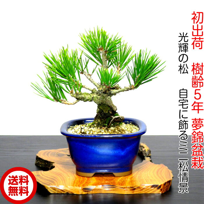 楽天市場】黒松 盆栽 販売の通販 楽天市場】黒松 盆栽 販売の通販