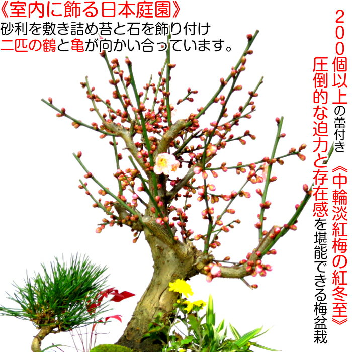 盆栽 梅 紅冬至 豪華 特選 松竹梅寄せ植え 現品一点物 縁起づくしの創作日本庭園 Wプレゼント特典 幸福招来 黒松 南天 菊 玉竜 鶴 稚児笹 盆栽 盆栽梅 正月飾り 植物 盆栽 ギフト 門松