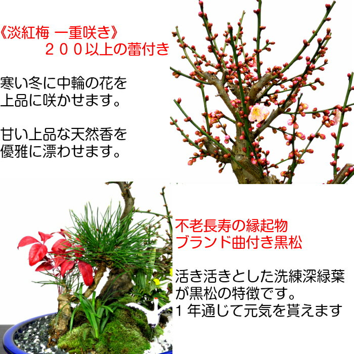 盆栽 梅 紅冬至 豪華 特選 松竹梅寄せ植え 現品一点物 縁起づくしの創作日本庭園 Wプレゼント特典 幸福招来 黒松 南天 菊 玉竜 鶴 稚児笹 盆栽 盆栽梅 正月飾り 植物 盆栽 ギフト 門松