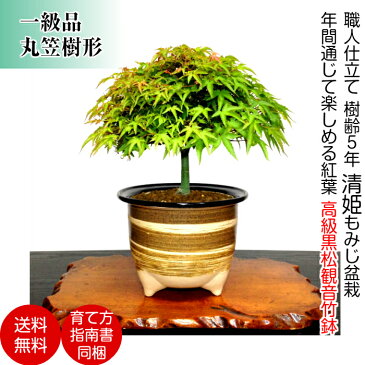 盆栽 もみじ 日時指定可 樹齢5年 楽天1位 もみじ Wプレゼント特典 もみじ 盆栽 匠 丸笠樹形 仕立て【盆栽 室内 初心者 おしゃれ 観葉 シンボルツリー 記念樹 インテリア もみじ ギフト 誕生日 盆栽 ギフト】