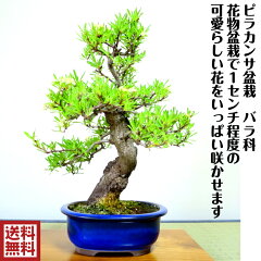 https://thumbnail.image.rakuten.co.jp/@0_mall/hanagokoro-bonsai/cabinet/kanban1/hb0015-01-b.jpg