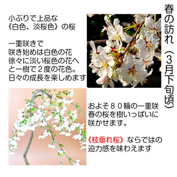 盆栽 桜 別格 しだれ富士桜 樹齢5年 極美樹形 一重咲き 70〜80個以上の蕾をつけた富士桜盆栽 シンボルツリー 庭植え 苗木【盆栽 桜 初心者 室内 桜盆栽 誕生日 プレゼント 桜 モダン盆栽 盆栽 ギフト】