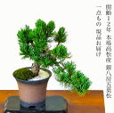 盆栽 松 一点物 現品 樹齢12年 本場高松 五葉松 初心者の方でも安心育て方説明書付盆栽 松 趣味 人気 誕生日 ギフト 室内 お祝い 癒し 盆栽 ミニ フラ...