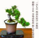 盆栽 松 一点物 現品 樹齢10年 本場高松 五葉松 初心者の方でも安心育て方説明書付盆栽 松 趣味 人気 誕生日 ギフト 室内 お祝い 癒し 盆栽 ミニ フラ...