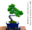 盆栽 松 一点物 現品 樹齢13年 本場高松 五葉松 初心者の方でも安心育て方説明書付盆栽 松 趣味 人気 誕生日 ギフト 室内 お祝い 癒し 盆栽 ミニ フラ...