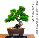 盆栽 松 一点物 現品 樹齢15年 本場高松 五葉松 初心者の方でも安心育て方説明書付盆栽 松 趣味 人気 誕生日 ギフト 室内 お祝い 癒し 盆栽 ミニ フラ...