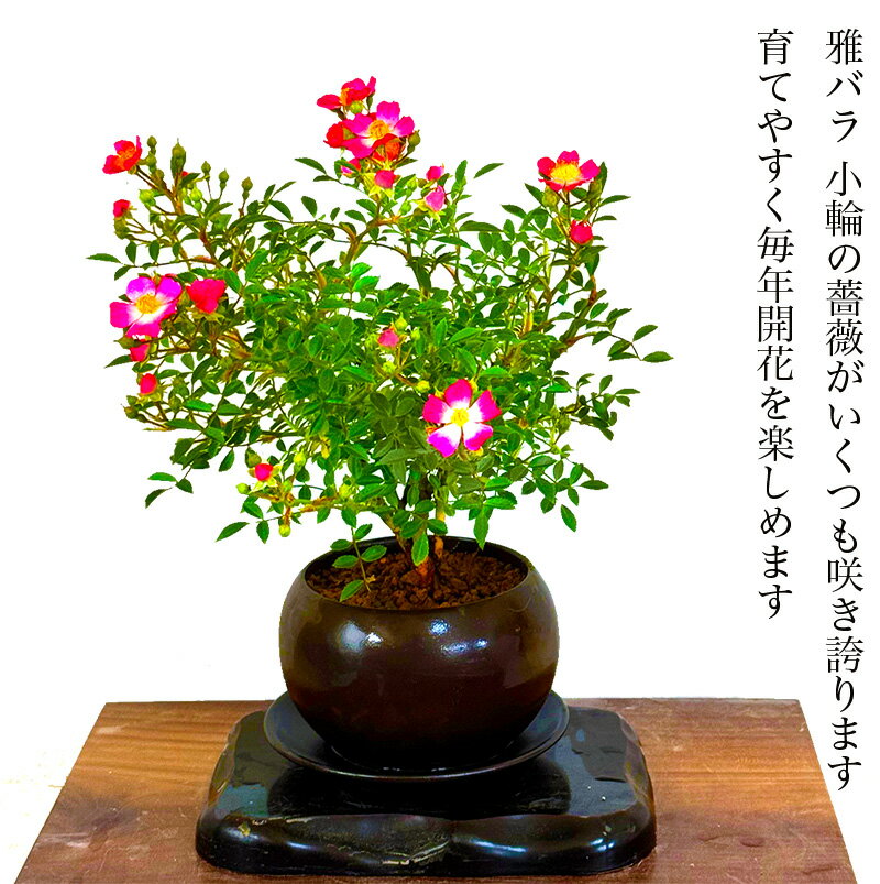 父の日 盆栽 ミニ薔薇 5月下旬頃から開花 雅バラ盆栽 世界最小サイズの小輪一重のピンク花盆栽 ミニ 室内 初心者 おしゃれ 観葉植物 送料無料 誕生日 フラワーギフト 母の日 父の日 インテリア 癒し モダン盆栽 盆栽 ギフト