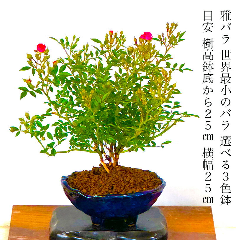 バスケット（アートフラワー） 父の日 盆栽 薔薇 雅バラ 世界最小サイズの小輪一重のピンク花アジアンバスケット【盆栽 盆栽 ミニ 盆栽 薔薇 観葉植物 送料無料 誕生日 フラワーギフト 母の日 父の日 和インテリア盆栽 癒し モダン盆栽 盆栽ギフト】