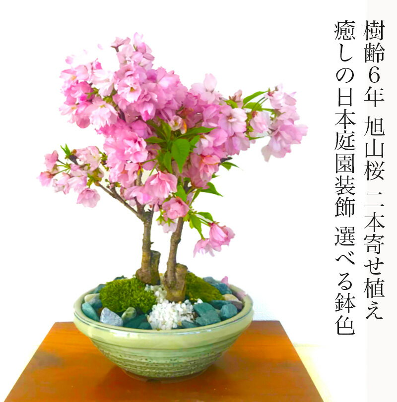 盆栽 桜 旭山桜 八重桜 二本立ち 日