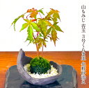 盆栽 苔玉 もみじ 清涼美 山もみじ くらま皿当店一押し 大人気 絶景シリーズ盆栽師「匠」仕立て 山もみじ 盆栽 苔玉 盆栽 ミニ 敬老の日 ギフト 盆栽