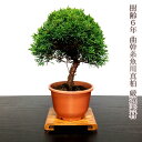 盆栽 真柏 樹齢6年 特撰曲幹 糸魚川真柏 素材4号プラ鉢【盆栽ブランド 縁起の良い盆栽ギフト 開運松盆栽】盆栽 真柏 ミニ 初心者 室内 趣味 癒し インテリ...