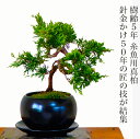 敬老の日 ギフト 盆栽 真柏 入門種 樹齢5年 挿し木 特撰 曲幹 糸魚川真柏 特価 針金掛けの匠技 素材 Wプレゼント特典【盆栽 盆栽ミニ 室内 初心者 趣味 植物 インテリア 誕生日 盆栽 ギフト】